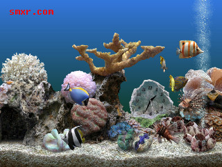 热带鱼水族箱屏幕保护程序3汉化版运行界面 热带鱼水族箱屏幕保护程序3汉化版运行界面